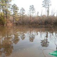 71.9 ac - Timberland for Recreation or Home Site near Nat l. Forest images 3