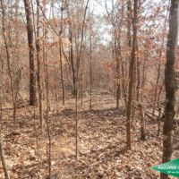 71.9 ac - Timberland for Recreation or Home Site near Nat l. Forest images 5