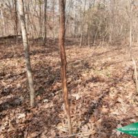 71.9 ac - Timberland for Recreation or Home Site near Nat l. Forest images 6