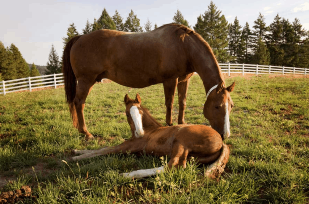 Black Rock Ranch featured image