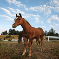 Black Rock Ranch images 5