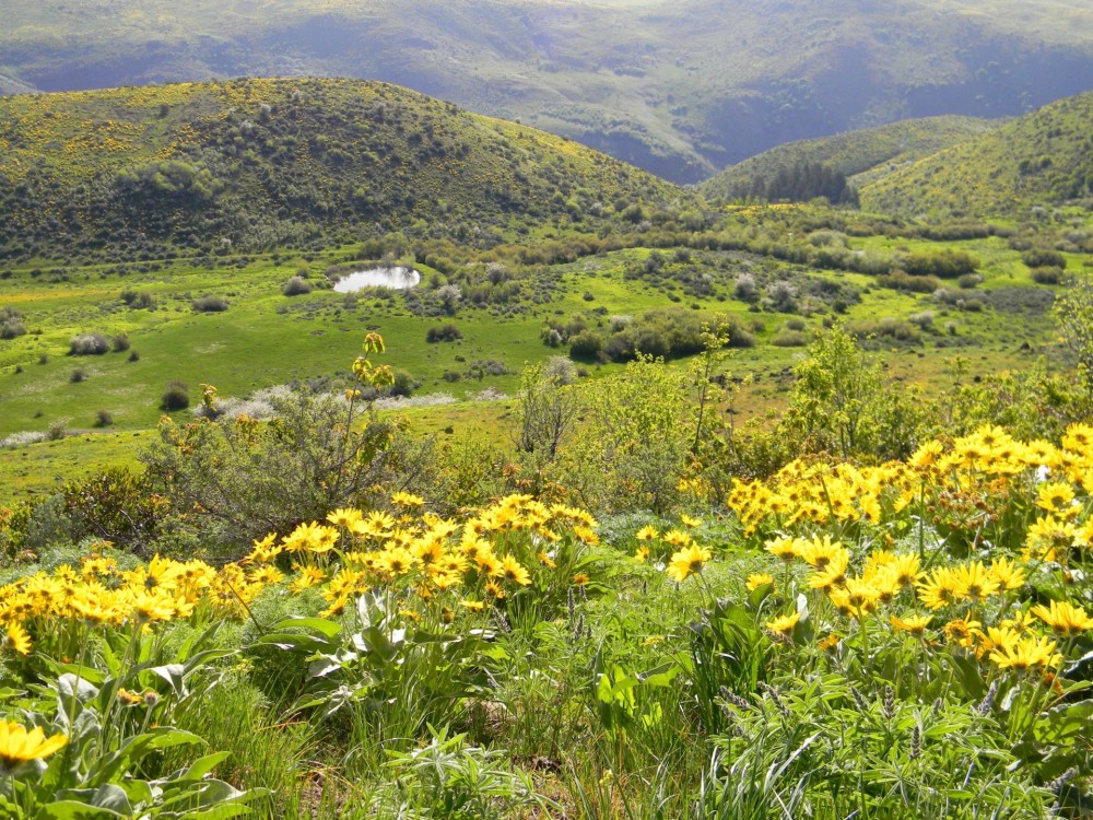 Mann Creek Ranch featured image