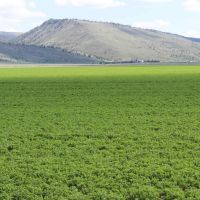Tor S Farms  LLC. images 2