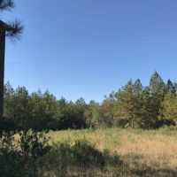Pine Branch Timber and Hunting Investment images 4
