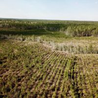 Pine Branch Timber and Hunting Investment images 6