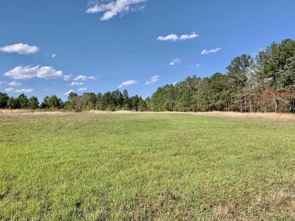 Pine Branch Timber and Hunting Investment featured image