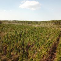 Pine Branch Timber and Hunting Investment images 2