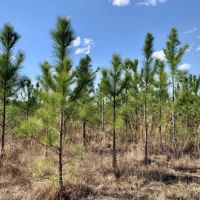 Pine Branch Timber and Hunting Investment images 5