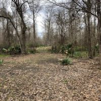 564 ac - Deer &nbsp; Duck Hunting with Camp Site - REDUCED images 6