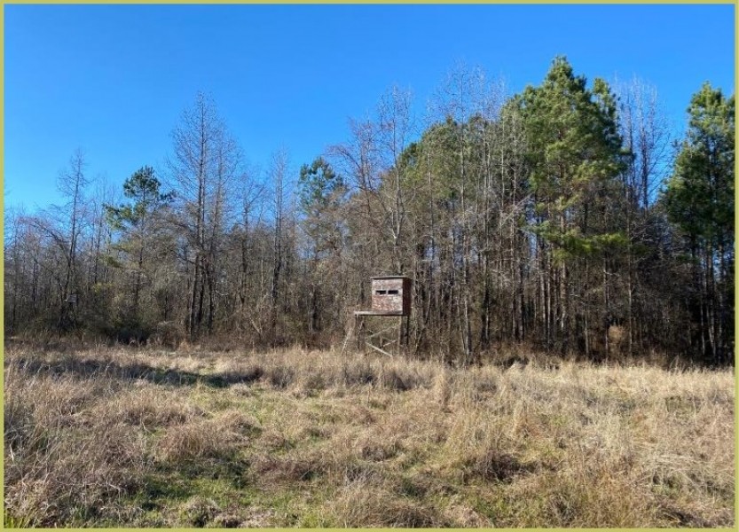 155 Acres in Montgomery County in Duck HIll  MS featured image