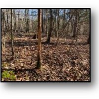 155 Acres in Montgomery County in Duck HIll  MS images 3