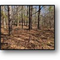 155 Acres in Montgomery County in Duck HIll  MS images 4