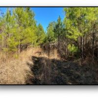 155 Acres in Montgomery County in Duck HIll  MS images 5