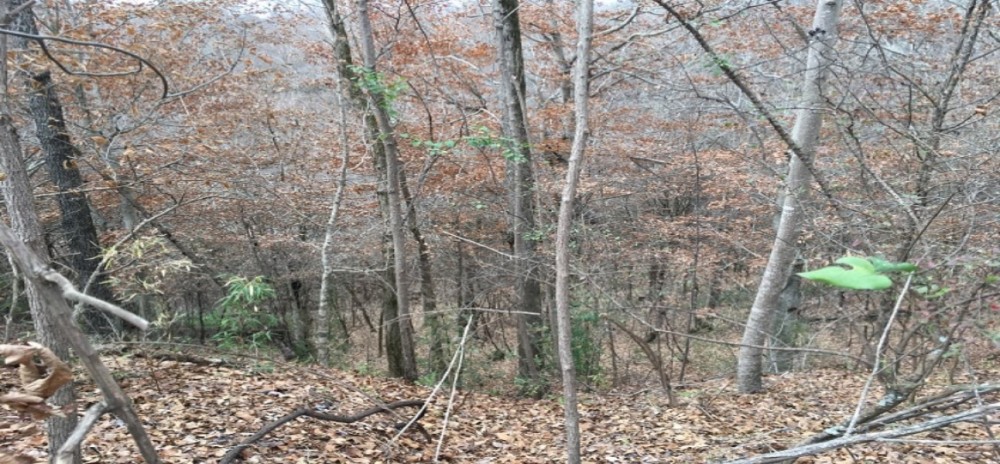 123 Acres in Holmes County in Lexington  MS featured image