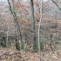 123 Acres in Holmes County in Lexington  MS