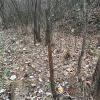 123 Acres in Holmes County in Lexington  MS images 5