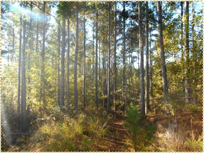 240 Acres in Carroll County in McCarley  MS featured image