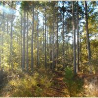 240 Acres in Carroll County in McCarley  MS