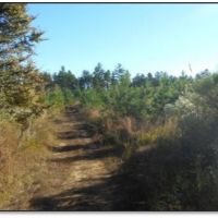 240 Acres in Carroll County in McCarley  MS images 2