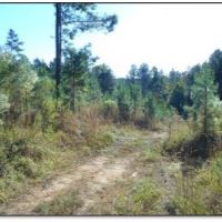 240 Acres in Carroll County in McCarley  MS images 3