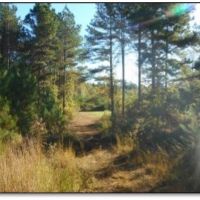 240 Acres in Carroll County in McCarley  MS images 4