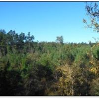 240 Acres in Carroll County in McCarley  MS images 5