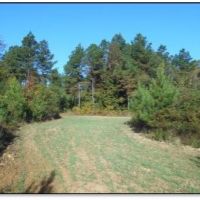 240 Acres in Carroll County in McCarley  MS images 6