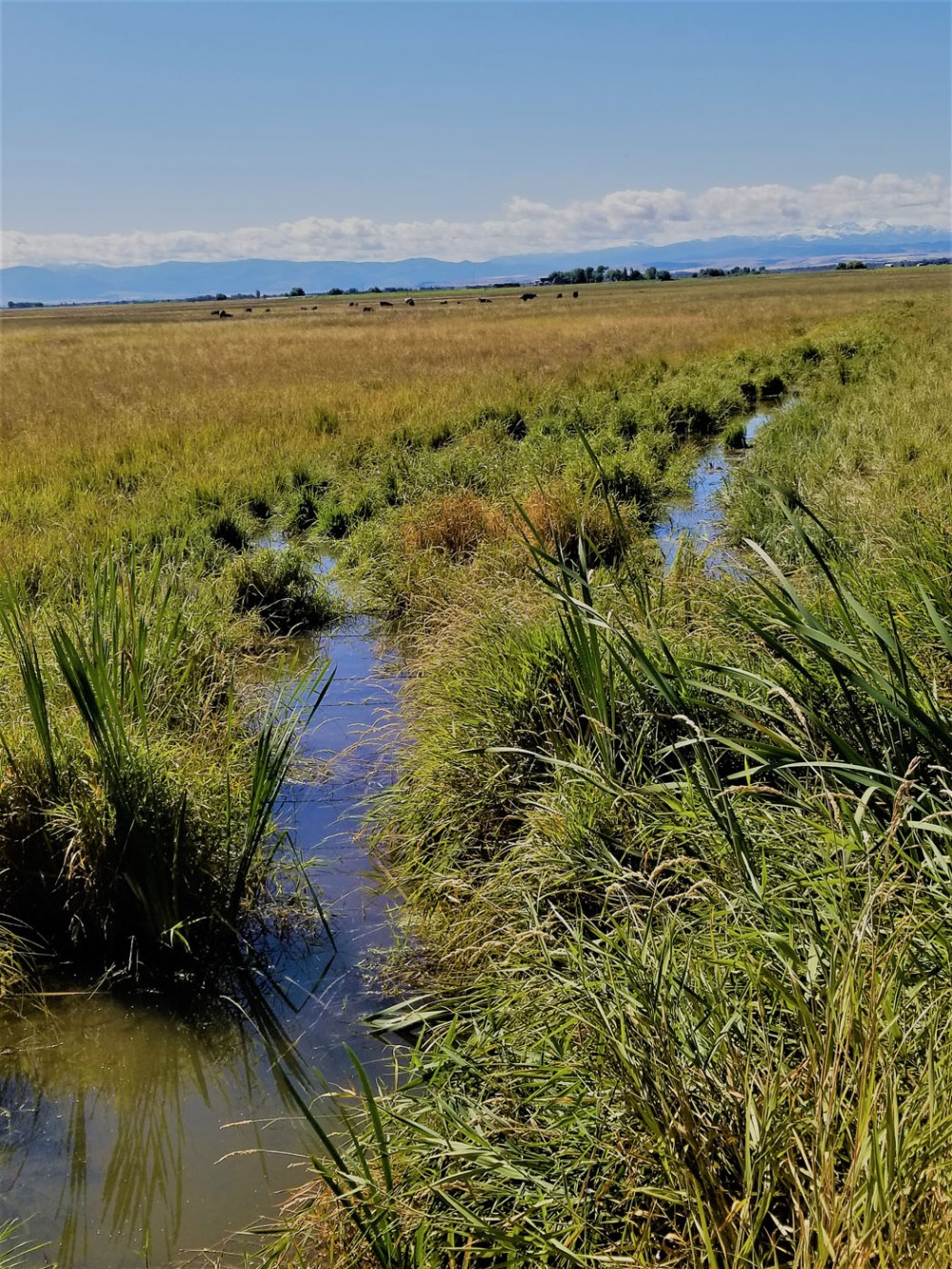 Spaulding Brook Farm featured image