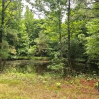 99 Acres in Choctaw County in Ackerman  MS images 3
