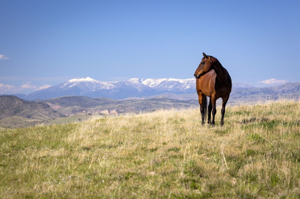 Medicine Ranch featured image