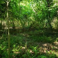 Recreational Timber Tract images 5
