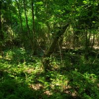 Recreational Timber Tract images 4
