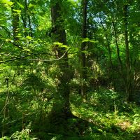 Recreational Timber Tract images 3