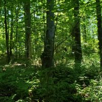 Recreational Timber Tract images 2