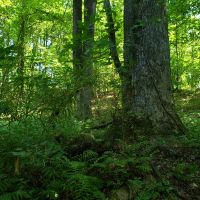 Recreational Timber Tract images 6