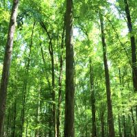 790 Acres in Attala County in Durant  MS images 6