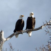 Mountain Views Ranch on the Yellowstone River images 4