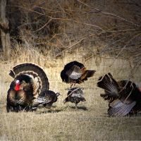 Mountain Views Ranch on the Yellowstone River images 6