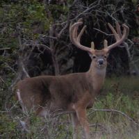 Trophy white tail deer daily guided hunt