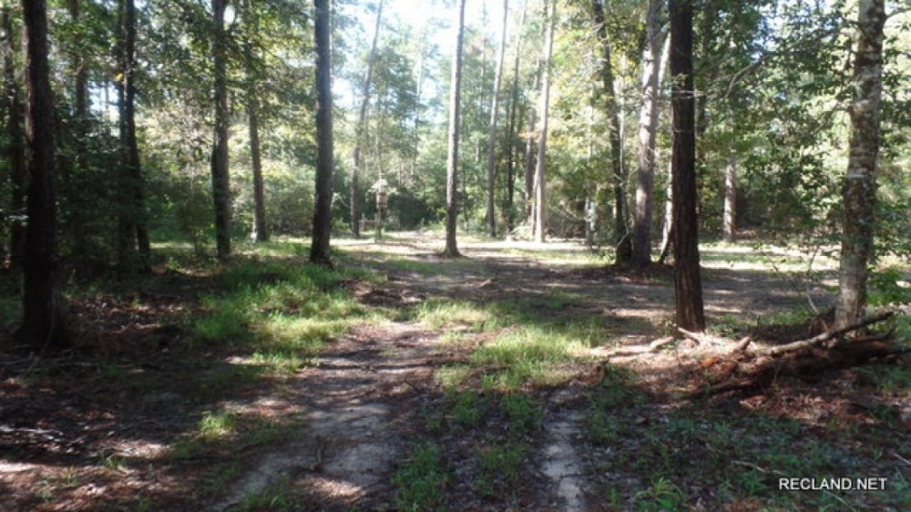 433 ac - Hunting Tract Joining Big Thicket Preserve - PRICE REDUCED featured image