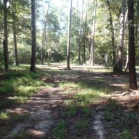 433 ac - Hunting Tract Joining Big Thicket Preserve - PRICE REDUCED