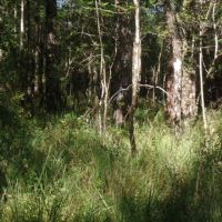 433 ac - Hunting Tract Joining Big Thicket Preserve - PRICE REDUCED images 4