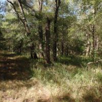 433 ac - Hunting Tract Joining Big Thicket Preserve - PRICE REDUCED images 5