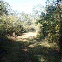 433 ac - Hunting Tract Joining Big Thicket Preserve - PRICE REDUCED images 6