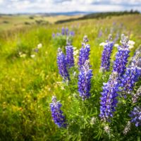 Castle Mountain Homestead images 2