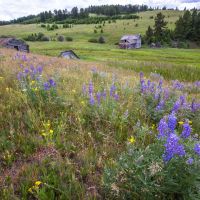 Castle Mountain Homestead images 4