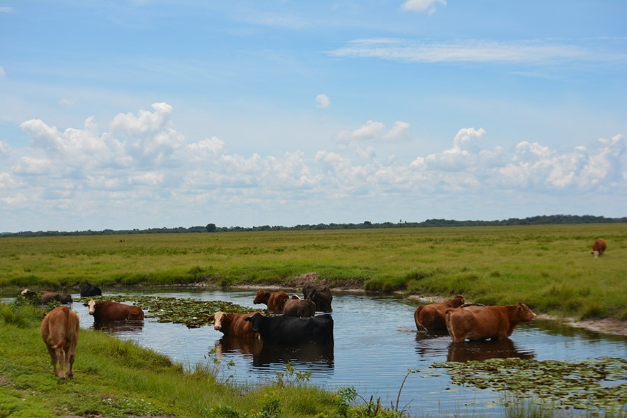 Kissimmee Prairie Ranch featured image