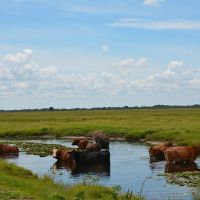 Kissimmee Prairie Ranch