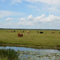 Kissimmee Prairie Ranch images 4