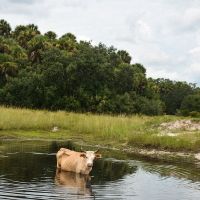 Kissimmee Prairie Ranch images 5